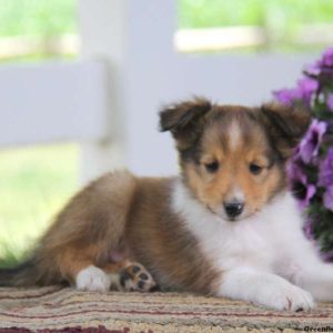 Justin, Shetland Sheepdog Puppy