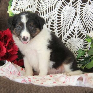 Justin, Border Collie Puppy