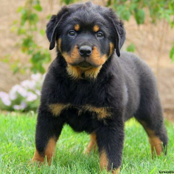 Justus, Rottweiler Puppy