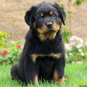 Justus, Rottweiler Puppy