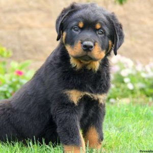 Justus, Rottweiler Puppy