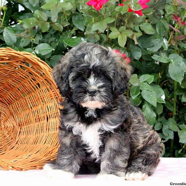 Kacie, Shih Tzu Mix Puppy