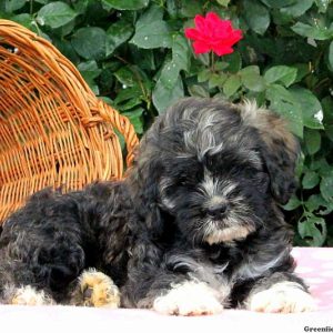 Kacie, Shih Tzu Mix Puppy