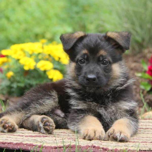 Kaden, German Shepherd Puppy