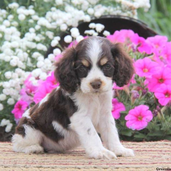 Kaden, Cocker Spaniel Puppy