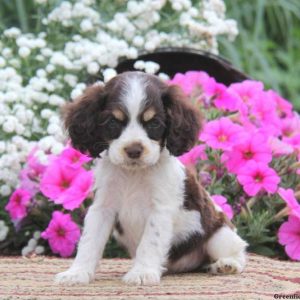 Kaden, Cocker Spaniel Puppy