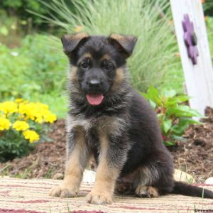 Kaden, German Shepherd Puppy