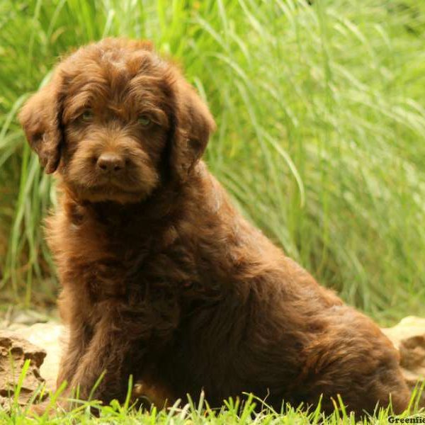 Kaiden, Labradoodle Puppy