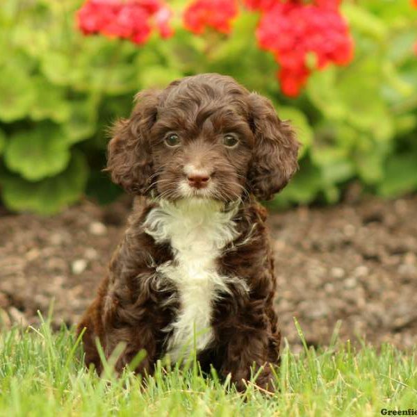 Kaiden, Cockapoo Puppy