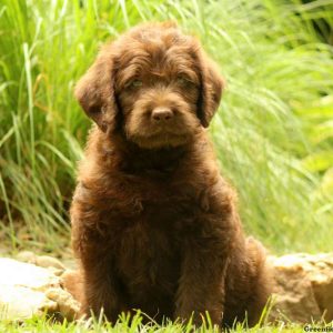 Kaiden, Labradoodle Puppy