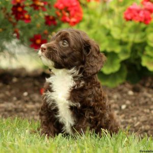 Kaiden, Cockapoo Puppy