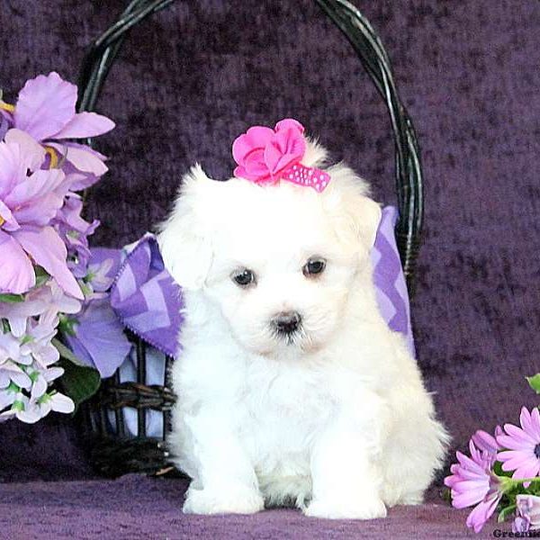 Kaila, Maltese Puppy