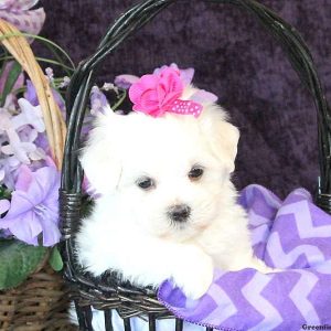 Kaila, Maltese Puppy