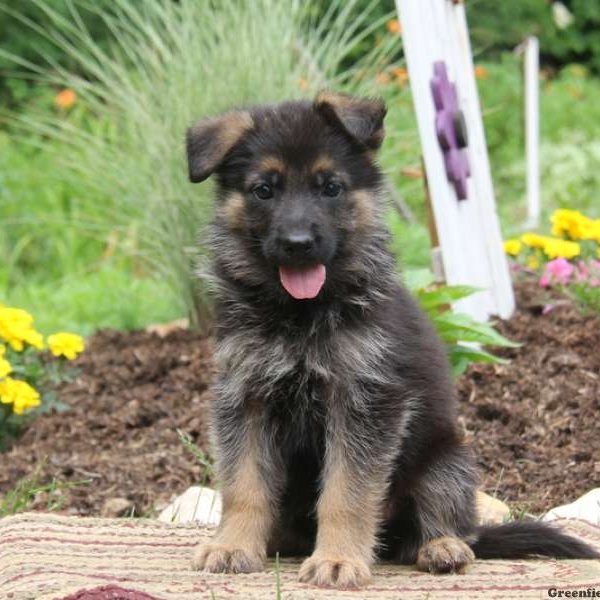 Kaleb, German Shepherd Puppy