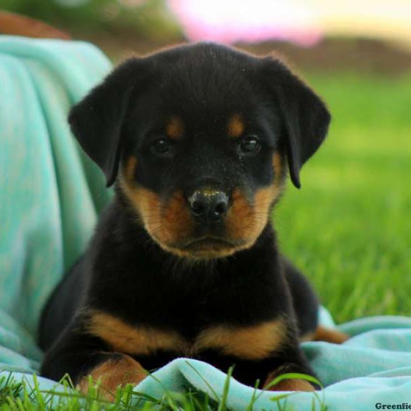 Kaleb, Rottweiler Puppy