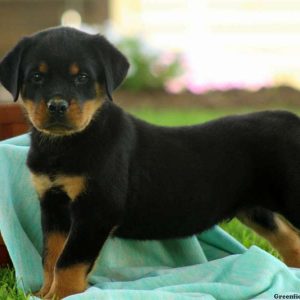 Kaleb, Rottweiler Puppy