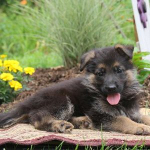 Kaleb, German Shepherd Puppy