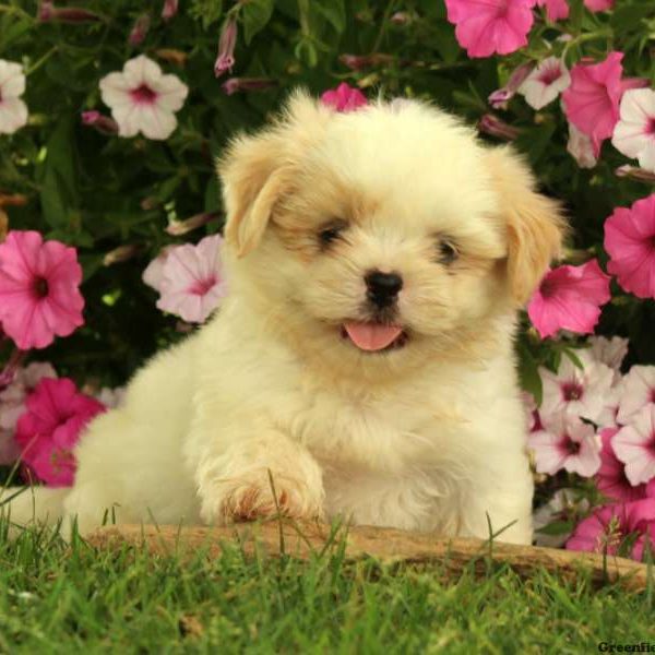 Kameron, Shih Tzu Puppy