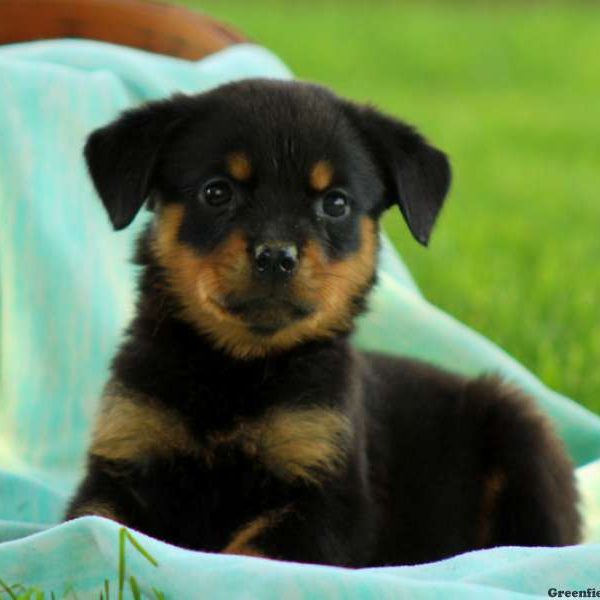 Kamilla, Rottweiler Puppy