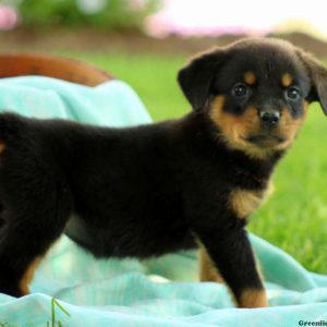 Kamilla, Rottweiler Puppy