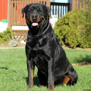 Kamilla, Rottweiler Puppy