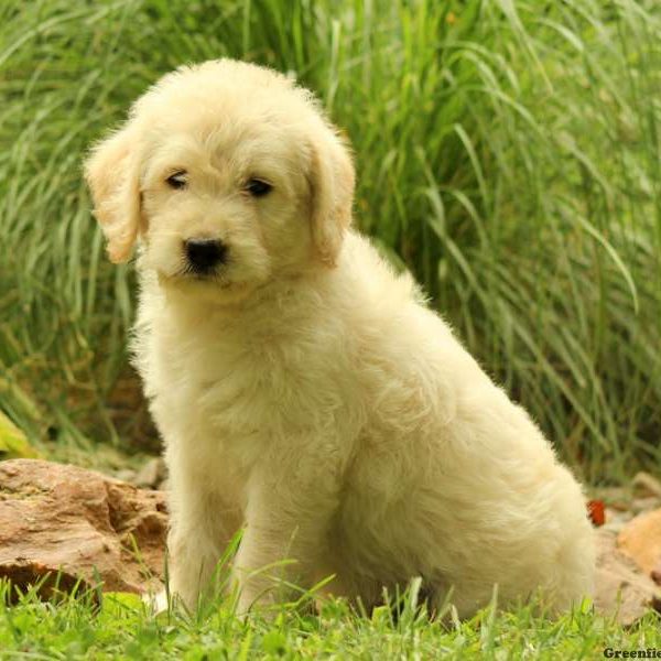 Kandace, Labradoodle Puppy