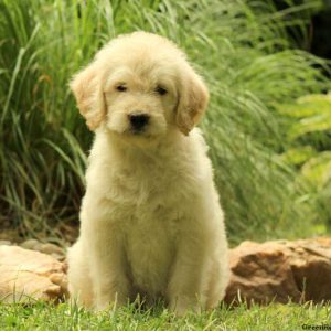 Kandace, Labradoodle Puppy