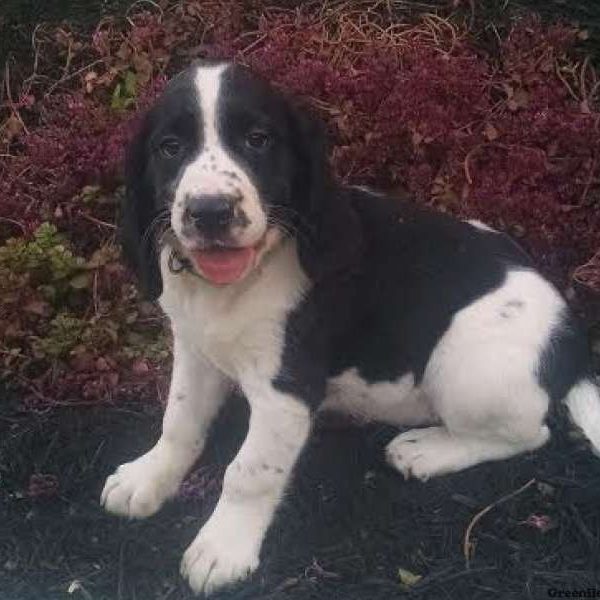 Kara, English Springer Spaniel Puppy