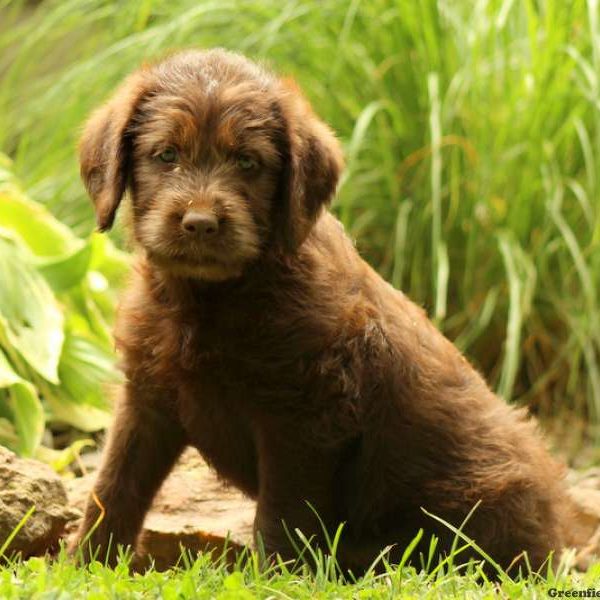 Kara, Labradoodle Puppy