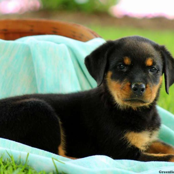 Kara, Rottweiler Puppy