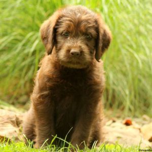 Kara, Labradoodle Puppy