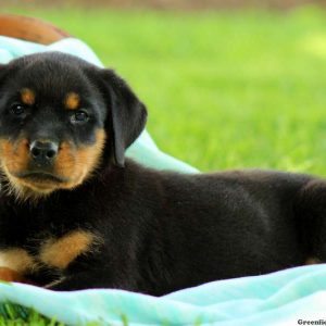 Kara, Rottweiler Puppy