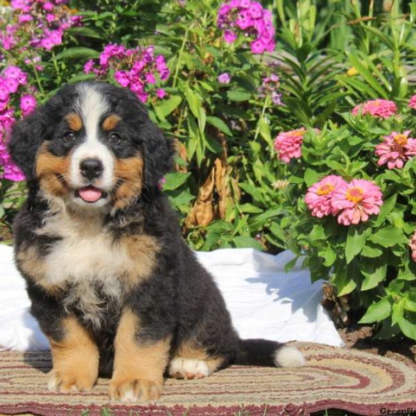 Karalee, Bernese Mountain Dog Puppy