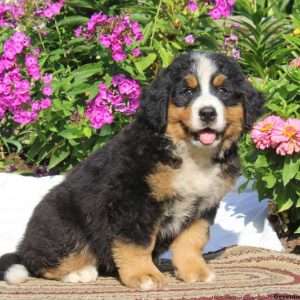 Karalee, Bernese Mountain Dog Puppy