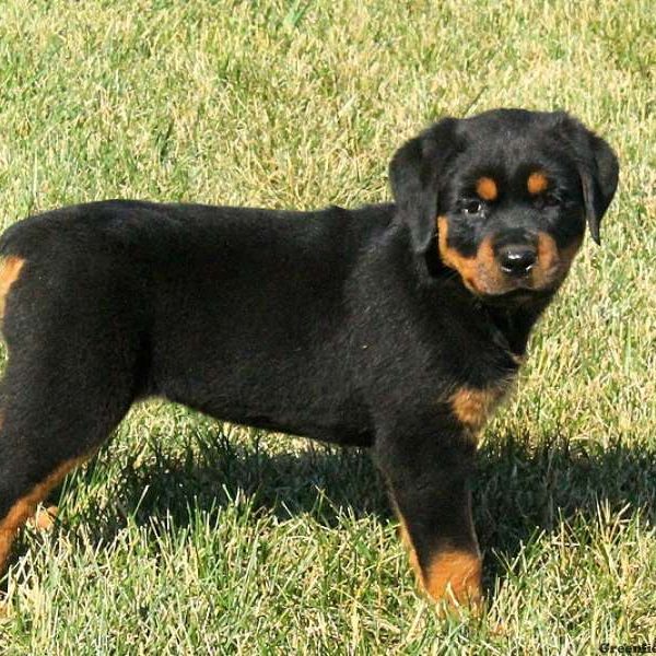 Kari, Rottweiler Puppy