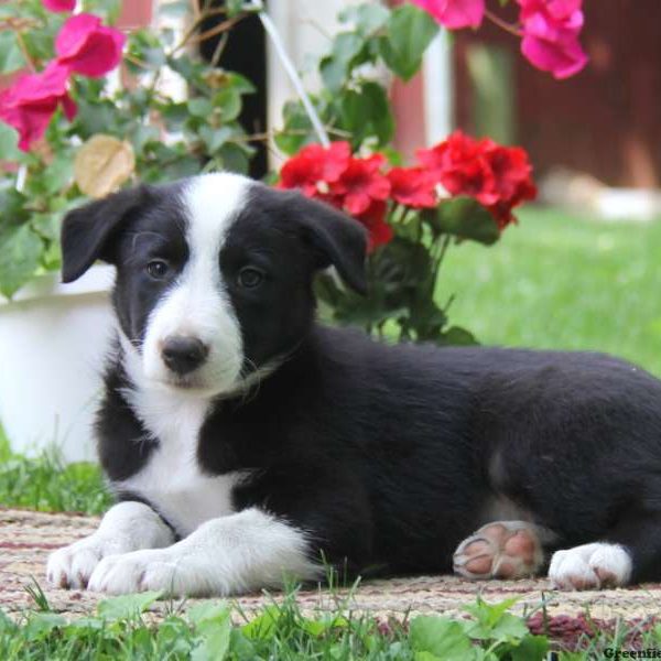 Kari, Border Collie Puppy