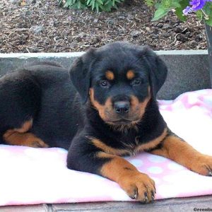 Kari, Rottweiler Puppy