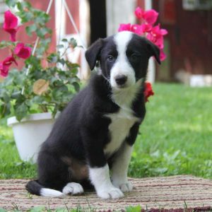 Kari, Border Collie Puppy