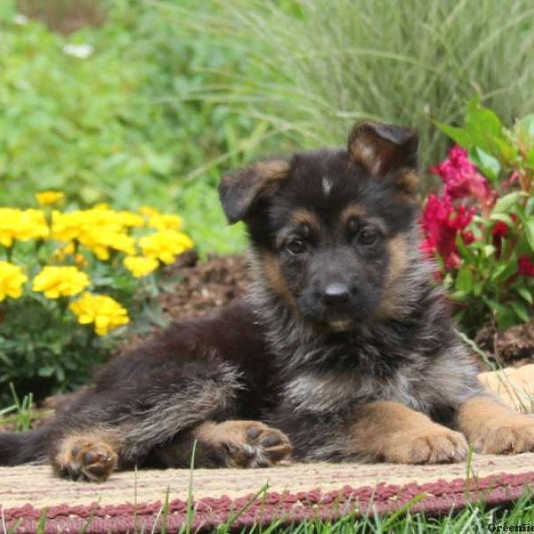 Karly, German Shepherd Puppy