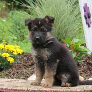 Karly, German Shepherd Puppy