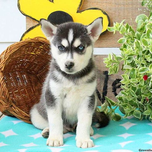 Karson, Huskimo Puppy