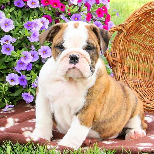 Karson, English Bulldog Puppy