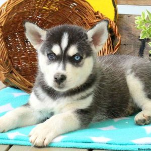 Karson, Huskimo Puppy