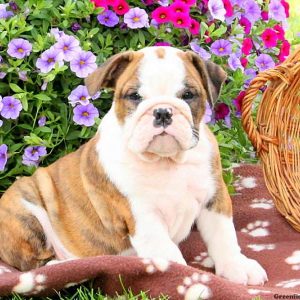 Karson, English Bulldog Puppy