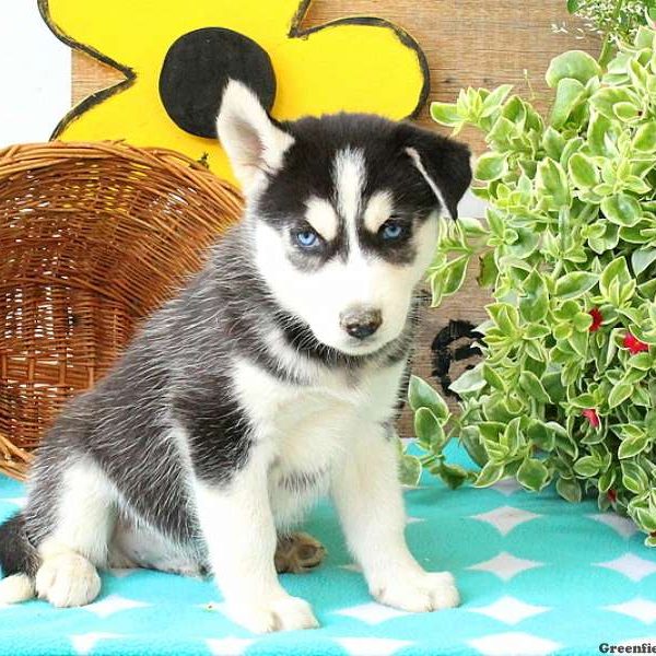 Karter, Huskimo Puppy