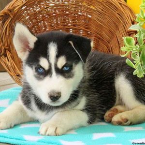 Karter, Huskimo Puppy