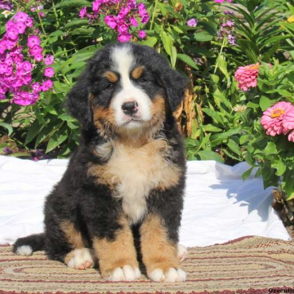 Kasandra, Bernese Mountain Dog Puppy