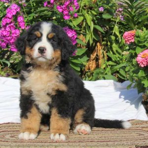 Kasandra, Bernese Mountain Dog Puppy