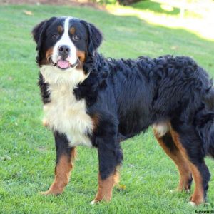 Kasandra, Bernese Mountain Dog Puppy