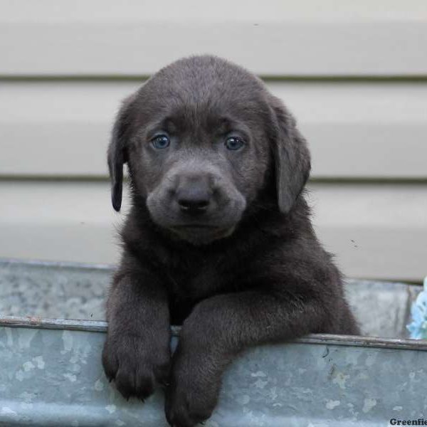 Kasey, Labrador Retriever-Charcoal Puppy